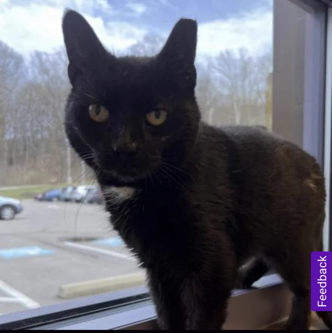 Tuesday the black cat has been ear tipped and this indicates neutering but also punk rock