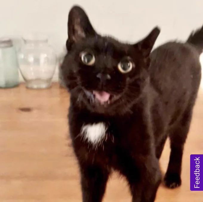 Tuesday the black cat meowing with glee about punching fascists