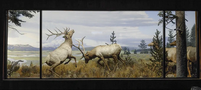 Elk diorama in a museum