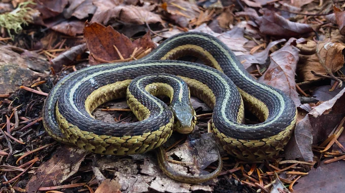 Image of garter snake in leaves