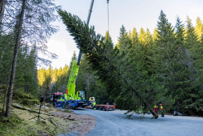 Lovely looking tree being chopped down to be sent to the UK