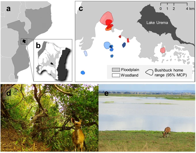 Gorongosa is located in central Mozambique (A) and consists of 4 major habitat zones (B: western escarpment, woodland, floodplain, eastern escarpment and Lake Urema). Bushbuck home ranges are drawn in C; blue polygons show home ranges that lie only within woodland habitat; red polygons show home ranges that overlap with floodplain habitat. D: A bushbuck foraging in woodland. E: A bushbuck foraging in floodplain