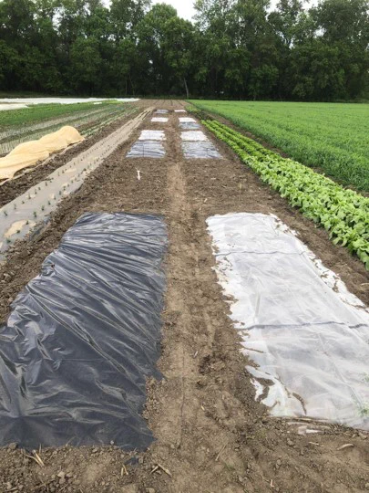 A farm with experimental plots containing different kinds of plastic covers