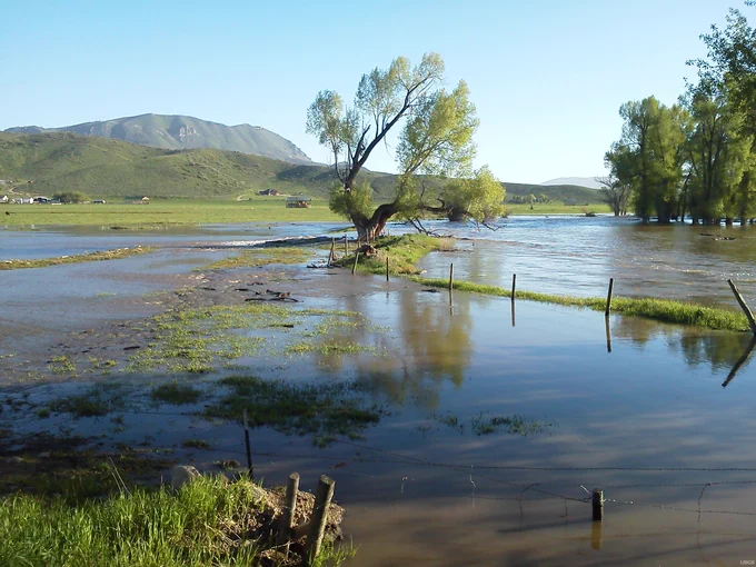 A field with green grass is flooded with standing water. A tree in the center of the image and a fence are also partially submerged. Image Credit: Mark Henneberg, USGS.