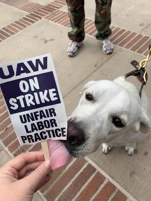 A white Labrador licking a miniature picket sign