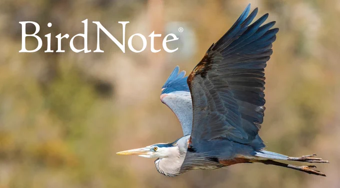 Blue heron flying
