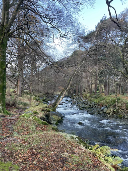 Picture of a river surrounded by trees