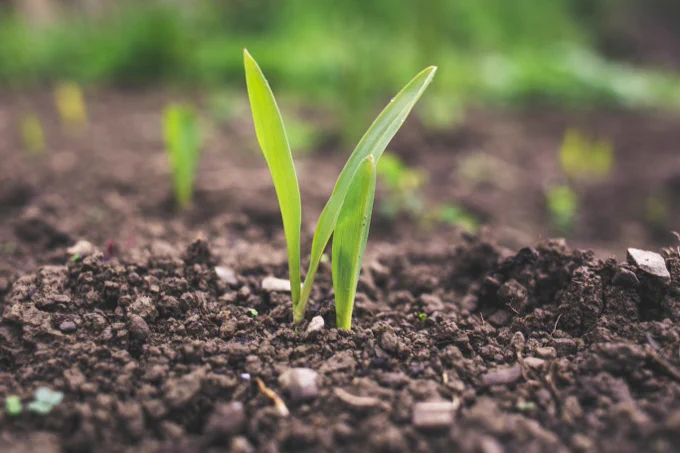 A green plant sprouts through brown soil in the daylight.