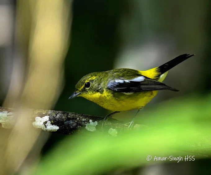 Small flycatcher with a yellow breast and rump, greenish upper parts and a white wing bar.