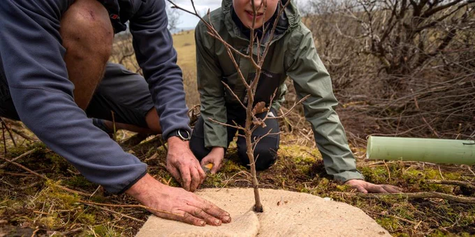 #Treeplanting picture from Moor Trees. 

