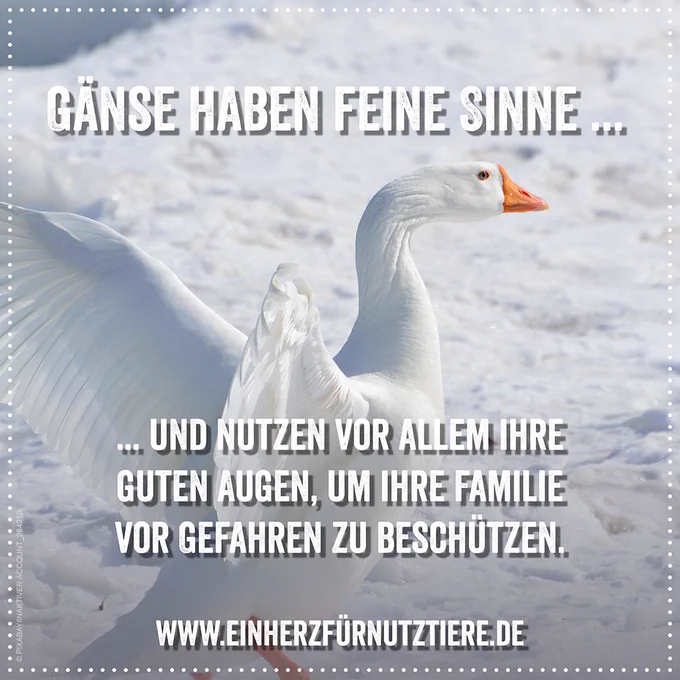 Gans im Schnee. Aufschrift: Gänse haben feine Sinne und nutzen vor allem ihre guten Augen, um ihre Familie vor Gefahren zu beschützen.