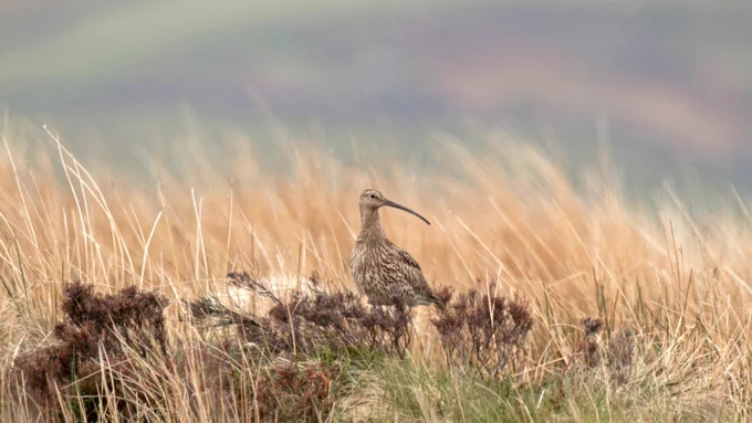 Photo of a Curlew in the uplands. Copyright BTO/John Harding
