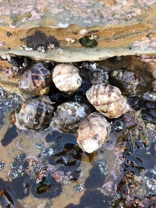  A cluster of spiral-shaped seashells in shades of variegated brown, white, and tan cling to sand-colored stone in a puddle of water. 