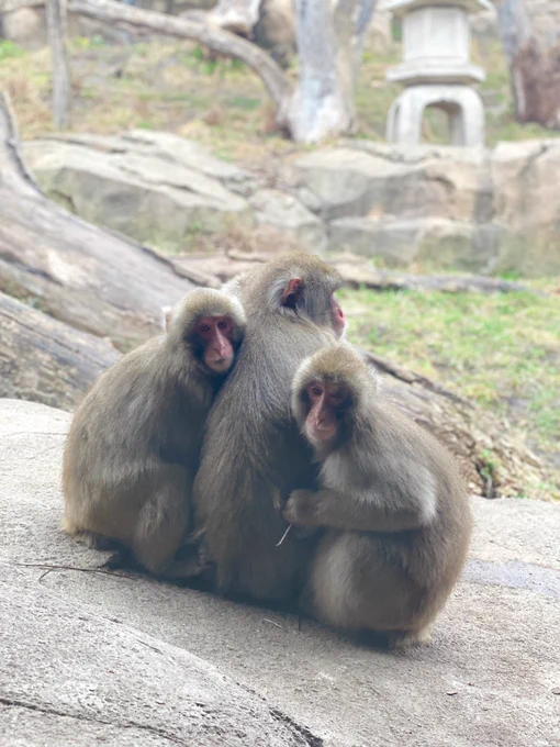 Three cute Japanese macaques monkeys huddled together on a rock. They have pale pink faces and fluffy grey brown fur.