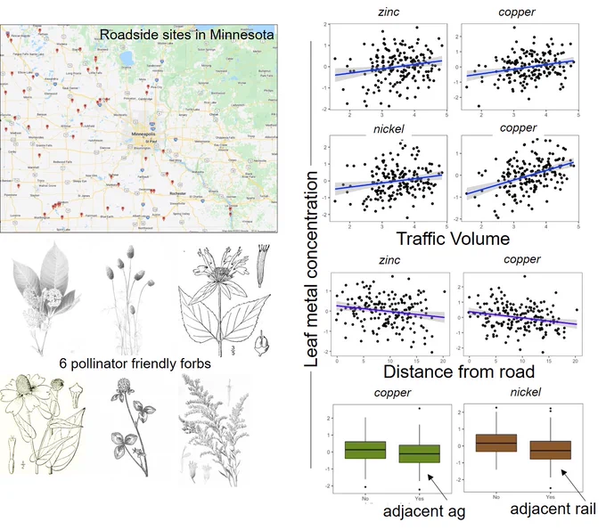Maps, graphs and illustrations showing location of roadside sites and positive/negative correlation of leaf metal concentration to traffic volume and distance from road, respectively