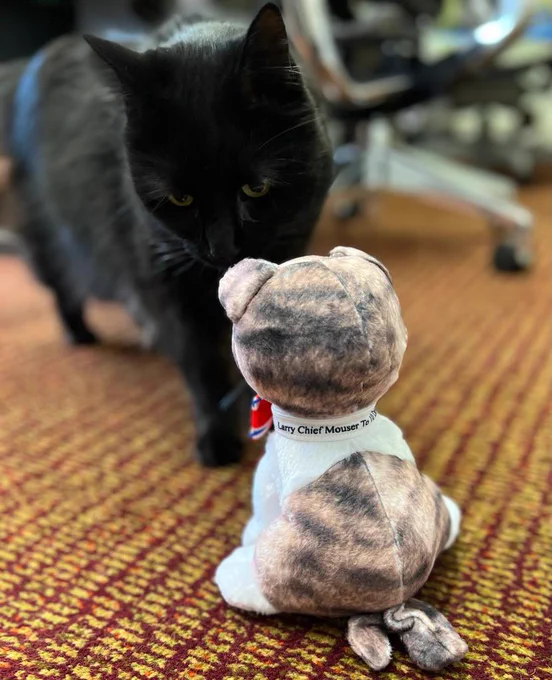 Black cat with green eyes called Ossie inspecting a Larry the No. 10 cat soft toy