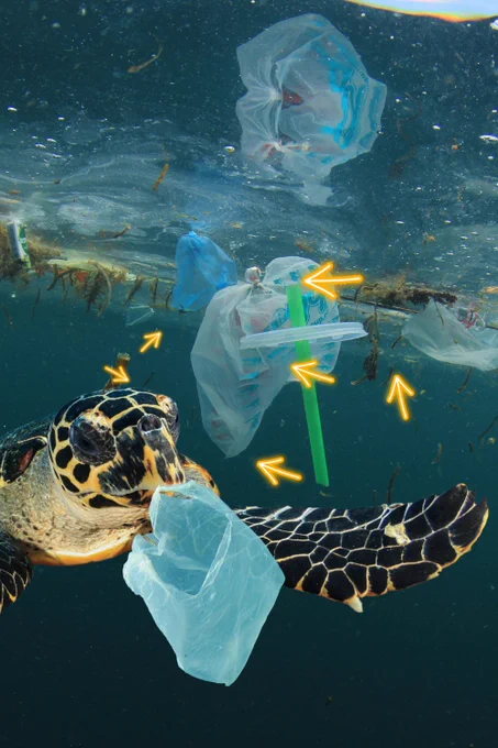 Sea turtle swimming with plastic and has a plastic bag in its mouth
