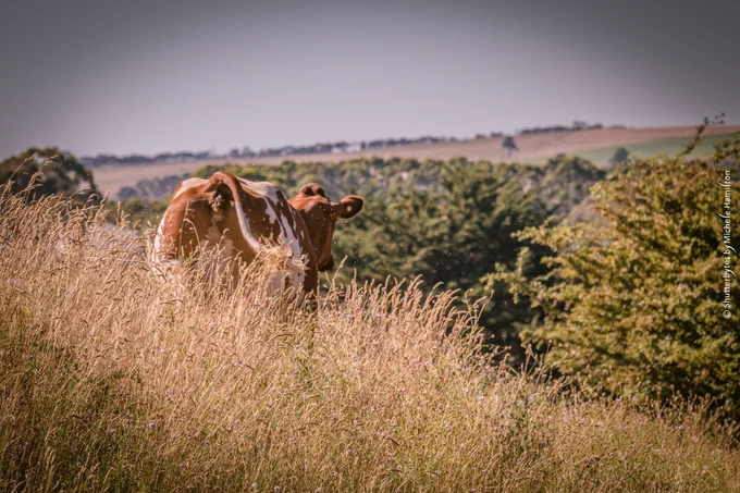 Cow walk through dry grass surveying the rural scene before her.  "Moo with a view"!