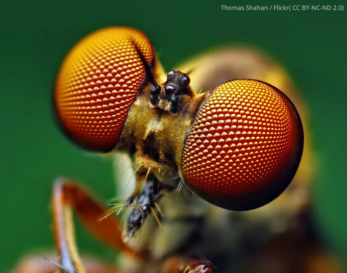 close up photo of a fly's head with large orange compound eyes bulging out from either side. they appear as partial globes made up of hundreds of smaller discs
