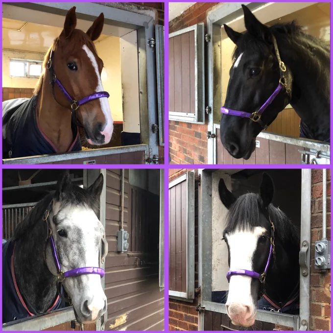Carter, Owen, Albie and Harris wearing their purple head collars. 