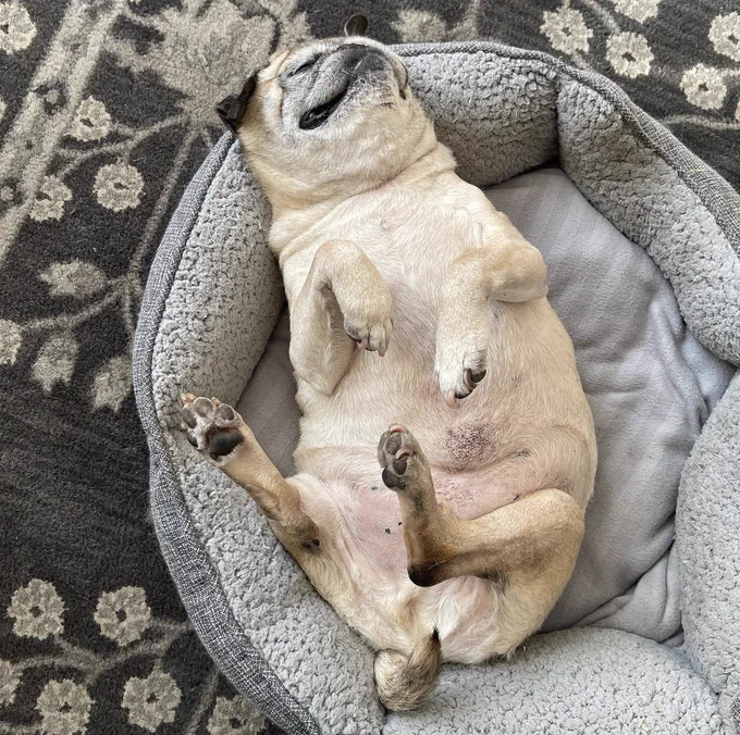 the pug is now upside down, feets in the air, relaxing on a grey squishy bed. he is almost certainly dreaming of something very pleasant