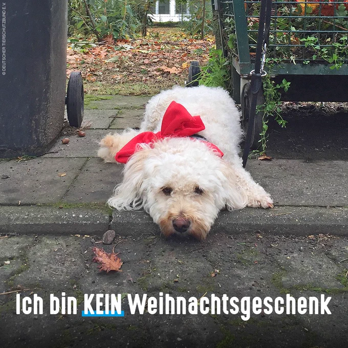 Hund mit einer roten Schleife zwischen zwei Abfallbehältern angebunden. Aufschrift: ich bin kein Weihnachtsgeschenk
