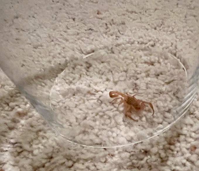 a stupid bastard scorpion