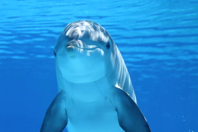 Dolphin in the sea looking at the camera