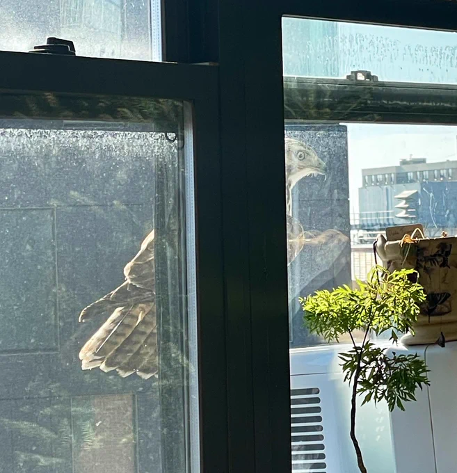 Falcon landed on my AC unit