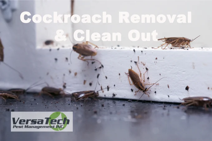 Cockroach Removal and Clean Out Services for LA County and Northern Orange County. Call Versa-Tech Pest Management today for your free pest inspection and estimate.