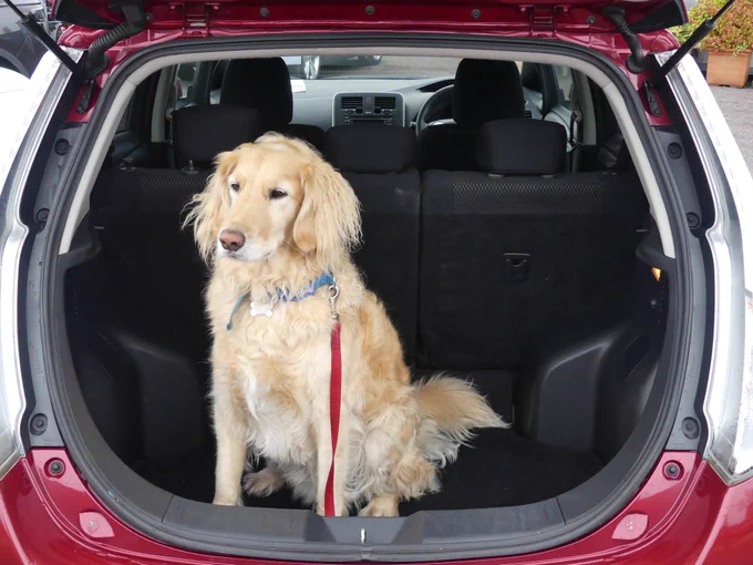 Nissan Leaf with Retriver Marley at EV Experts.  Honda e with Labradoodle Marley at EV Experts