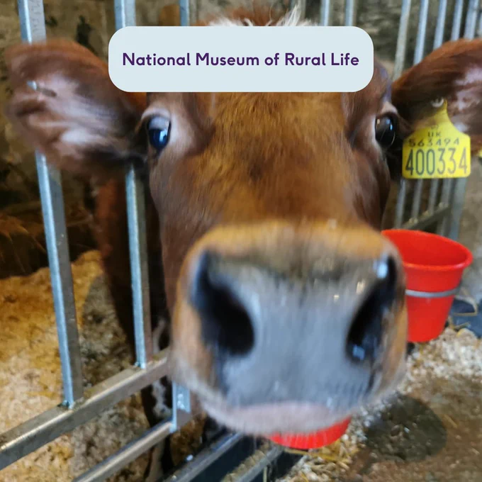 Image of a cow with their nose close up to the camera. With text which says National Museum of Rural Life. 
