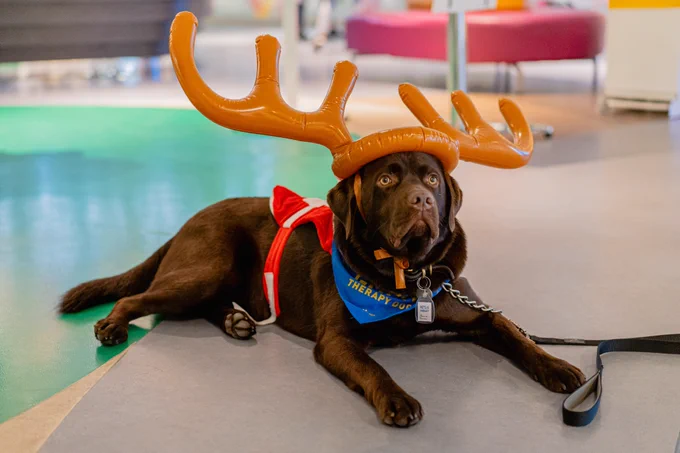 A photo of a chocolate Labrador laying on the floor, with inflatable antlers on his head and a santa claus backpack. 