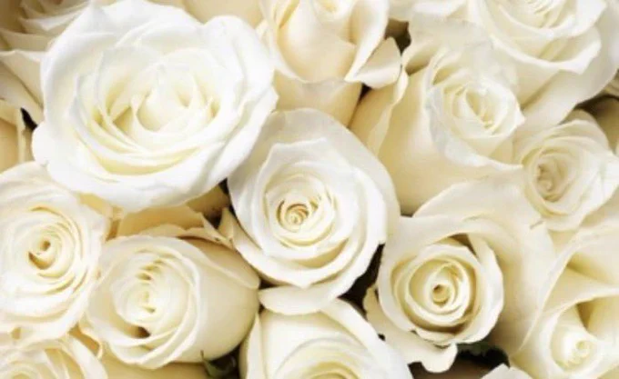 White roses