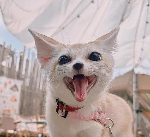 Fennec Fox looking up with the happiest smile on its face. Such a happy baby! 