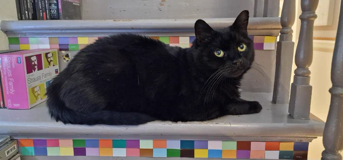 A black cat sitting on a step and blocking the stairs 