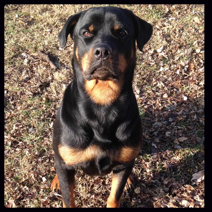 Rottweiler sitting outside looking at the camera