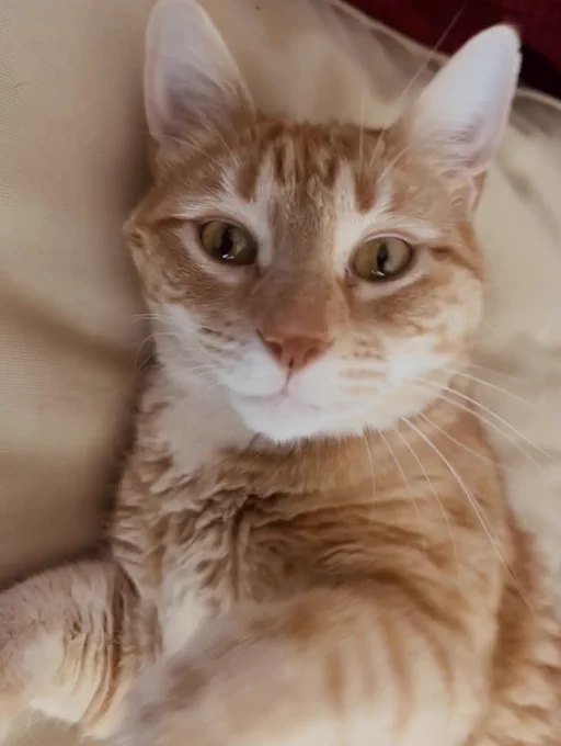 An orange cat is looking at you and reaching one front paw out toward you