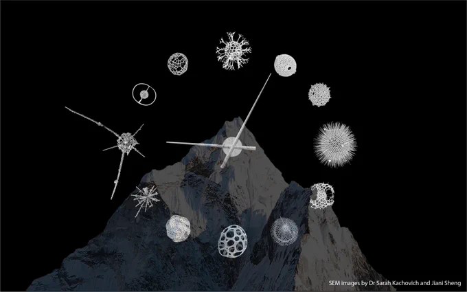 Radiolarians' glass skeletons are like microscopic clocks preserved in the rocks. Specialists can tell the age of a rock layer by the radiolarians within. Evolved more than half a billion years ago, these single celled plankton are still abundant in the ocean today, ticking away. 