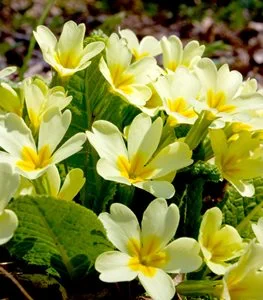 It's #winterflowerday and here's a nice bouquet of English primroses for you. Like most primroses, it thrives in partial shade and moist soil, making it a great addition to a woodland garden.