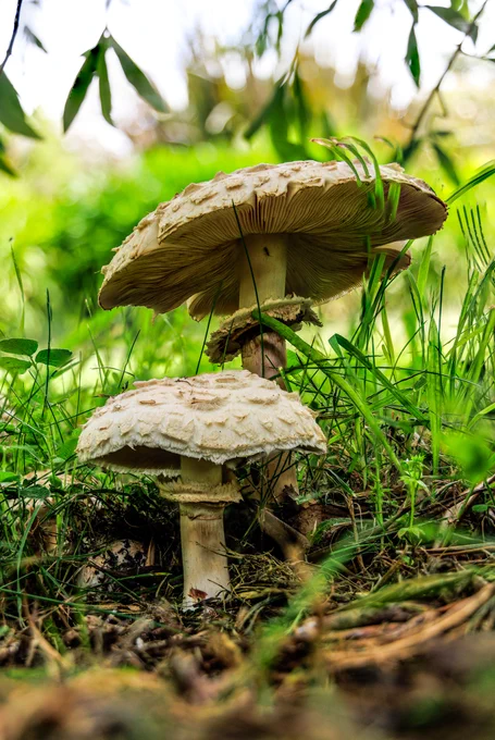 In the dappled shade of a Manzanilla olive tree, two shaggy parasol mushrooms brace themselves to receive the photographer's knife, for they are shortly to be his supper - fried with bacon and garlic and parsley, served as a sago for spaghetti