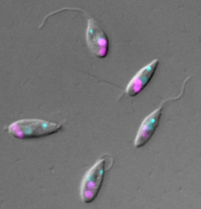 Angomonas cells with nuclei and endosymbionts labeled