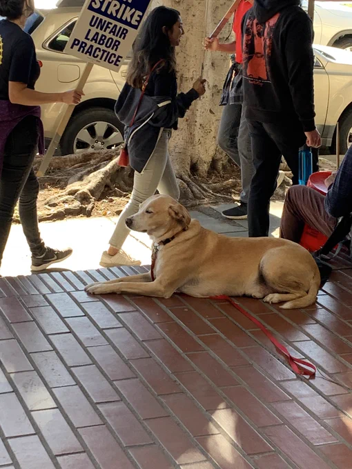 A tan large dog with a white stripe down his face laying down calmly with his eyes closed while picketers walk around him