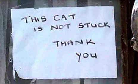 A sign in the bottom window pane reads:
THIS CAT IS NOT STUCK THANK YOU 