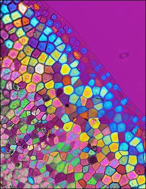 Polarised light image of a pearl oyster shell, Pinctada margaritifera, showing differently oriented, birefringent calcite crystals.