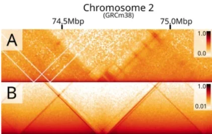 Comparisoin of MicroC data (top) and MoDLE prediction for a region of Chromosome 2