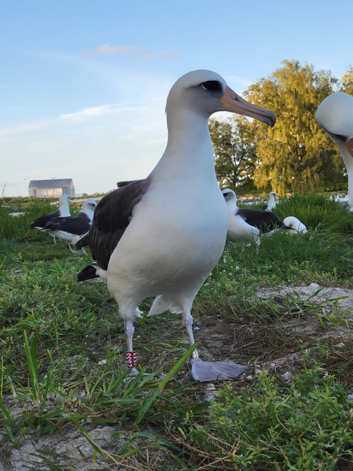 Large seabird, with white chest, yellow beak and banded right leg, stands on grass.