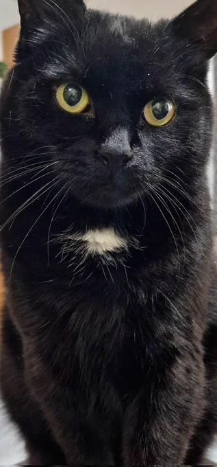 A beautiful photo of a black cat ...me!