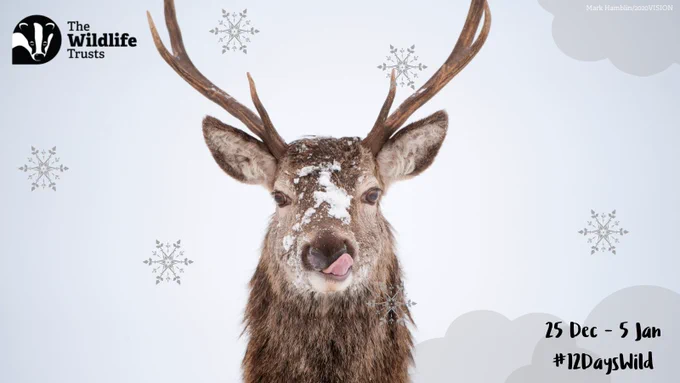 Red deer stag staring at the camera with snow on its face whilst licking its lips.
