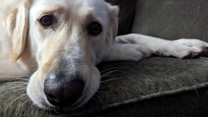 A pathetic looking large white dog laying on a brown couch with his face down gazing into the distance refusing to look at the person behind the camera.